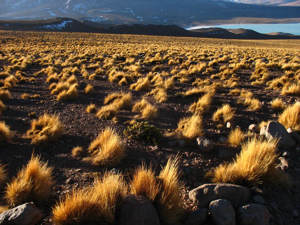 Andean Mountain Grasslands (NT5) | One Earth